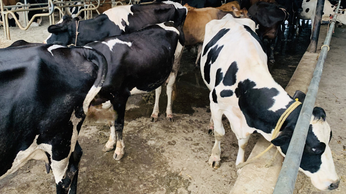 बसाइँसराइ रोक्न सामूहिक गाईपालन